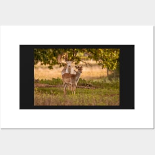 Fallow deer in autumn Posters and Art